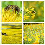 Multicolor search lab