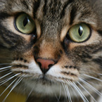 Predstavljanje najmlađeg člana Kroativ grupe; profi-amatera-fotografa Silvie