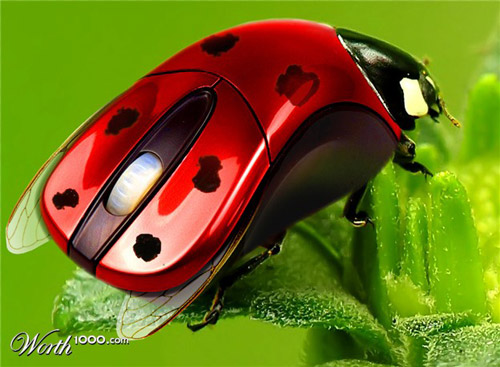 ladybird-computer-mouse